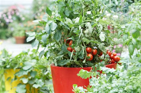 essential tips  growing tomato plants  pots