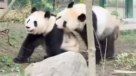 watch rare footage of pandas having sex in captivity