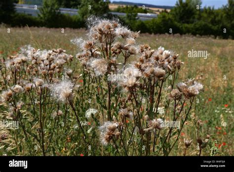 dry seeds  flowers fly   wind stock photo alamy