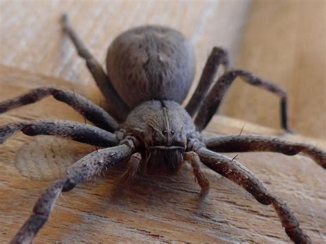 african rain spider  stock photo public domain pictures