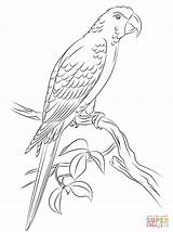 Arara Ara Macaw Coloriage Jamaican Guacamayo Kolorowanki Parrot Ausmalbild Papagei Pintar Supercoloring Vermelha Ausmalbilder Majestic Jamaicano Jamaique Ausdrucken Chicken Jamaïque sketch template