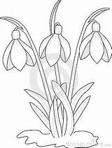 Coloring Snowdrop Drawing Snowdrops Flowers Flower Draw Pages Drawings Floral Colouring Corsage Getdrawings Embroidery Search Google Glass Stained Dreamstime Beginners sketch template