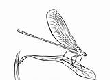 Libellule Dragonfly Coloriages Realistic sketch template