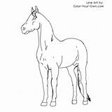 Stallion Thoroughbred Coloring Pages Horse Index Own Color sketch template