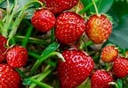 Bildresultat för Strawberry Plants. Storlek: 144 x 100. Källa: www.thespruce.com