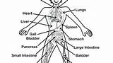 Circulatory System Coloring Getcolorings Pages sketch template