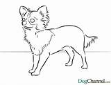 Coloring Pages Chihuahua Color Chiwawa Puppies Dog Puppy Chihuahuas Bing Colouring Printable Pound Animal Kids Pug Online Cat Popular Coloringhome sketch template