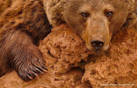 red brown bear brown bear bear wildlife