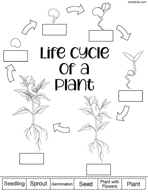 plant life cycle worksheet printables printable templates