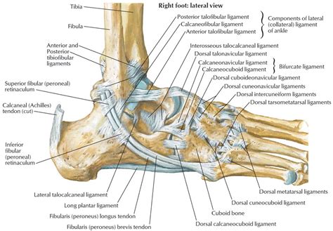 foot tendon anatomy diagram calcaneus bone anatomy function images