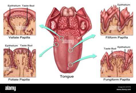 risultati immagini  tongue papillae