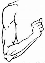 Arm Clipart Arms Cartoon Clip Right Elbow Left Bones Cliparts Diagram Science Project Hand Body Parts Large Clipartbest Etc Use sketch template