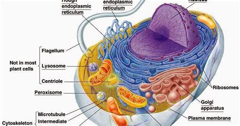 cell world structure  cells