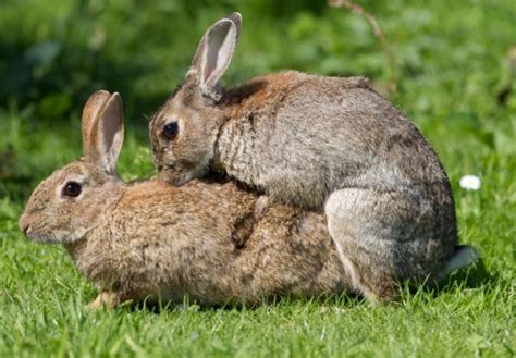 17 things no one tells you before you get a rabbit metro