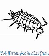 Woodlouse Draw Striped Easy Tutorial Print sketch template