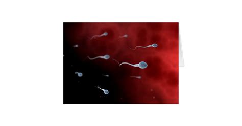 conceptual image of sperm inside fallopian tube zazzle ca