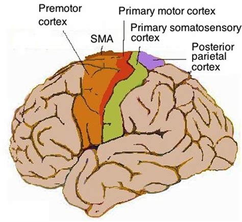 motor cortex contributes  word comprehension neuroscience news