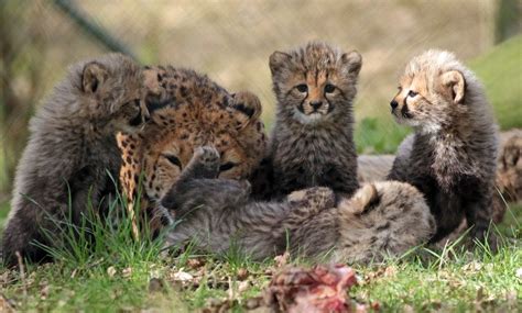 cheetah beekse bergen bba wild cats animals cats