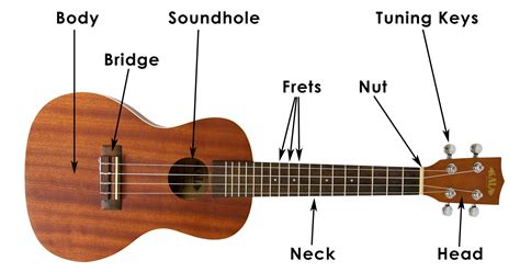 learn   hold  ukulele ukulele tutorial  beginners