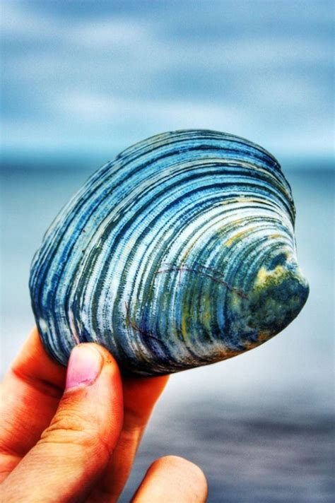 polished blue shell images  pinterest sea shells shells
