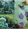 Afbeeldingsresultaten voor "stephanocoenia Michelinii". Grootte: 97 x 100. Bron: www.researchgate.net