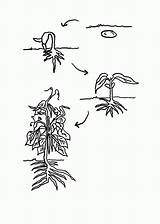 Plant Coloring Bean Growing Plants Lifecycle Cycle Life Sheet Seed Lima Clipart Pages Sketch Grow Library Popular Template sketch template