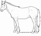 Mustang Horse Outline Coloring Template Kiger Pages sketch template