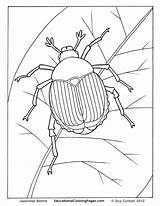 Beetle Creepers Insects Kleurplaten Crawly Beetles Insekten Tiere Basteln Colouringpages Vorschule Zeichnungen Kindern Lernen Maikäfer Malvorlagen Voorbeeldsjabloon sketch template
