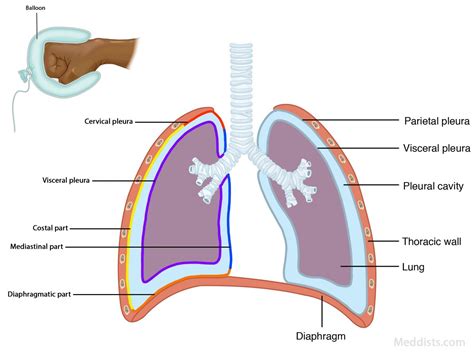 Pleurae Pleural Cavity Pericardial Membrane Root Of Lung At Hilum