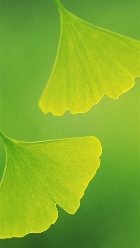 Two leaves Galaxy S5 Wallpapers, Samsung Galaxy S5  