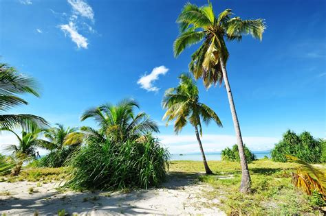 orillas de la playa entre palmeras  arenas blancas wallpaper hd  girl