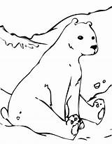 Bear Polar Coloring Pages Animals Arctic Cute Tundra Color Baby Printable Drawing Hare Outline Kids Template Bears Cub Realistic Cola sketch template