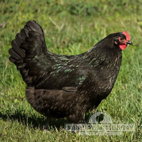 7 Best Laying Chickens For Beginners Gently Sustainable