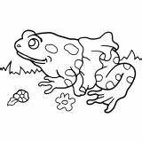 Colorare Rana Rane Frog Disegno Prato sketch template