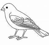 Canary Colorir Passarinho Vogel Canarios Sparrow Vorlage Ausdrucken sketch template