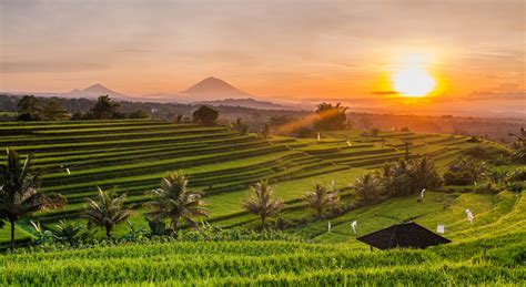 places  visit  bali indonesia goats   road