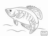 Sunfish Fish Coloring Drawing Pages Getdrawings sketch template