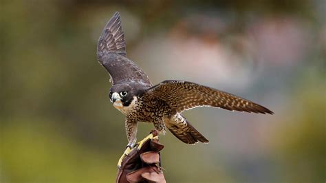 Birds Of Prey Are Being Killed With Impunity Claims Rspb