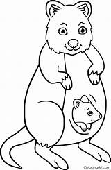 Quokka Coloringall sketch template