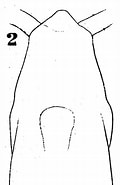 Afbeeldingsresultaten voor "haloptiluschierchiae". Grootte: 96 x 185. Bron: copepodes.obs-banyuls.fr