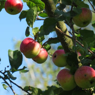 cortland apple tree bob wells nursery  shipping