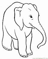 Elephant Coloring Pages Printable Color Animals Kids Para Elefantes Colorear sketch template