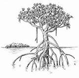Mangrove Mangroves Mangle Hamsa Root Sketching Clipground sketch template