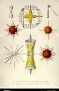Afbeeldingsresultaten voor "diploconus Fasces". Grootte: 120 x 185. Bron: www.alamy.com