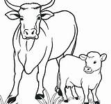 Cow Coloring Pages Printable Kids Cows Drawing Highland Longhorn Animals Adults Cartoon Book Animal Color Cute Calf Sketch Sheets Getcolorings sketch template