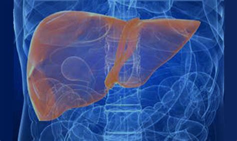 The Link Between Obesity And Non Alcoholic Fatty Liver Disease Singhealth