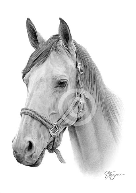 pencil drawing   horse  uk artist gary tymon