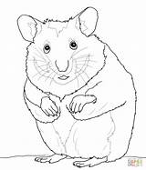 Hamster Coloring Pages Cute Hamsters Color Print Drawing Printable Kids Supercoloring Getdrawings Online Results Comments sketch template