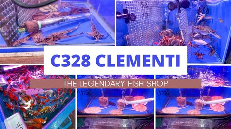 clementi florist aquarium review  legendary fish shop