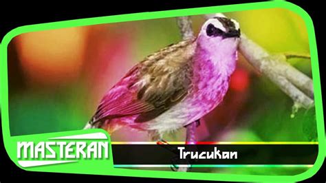 Burung Berkicau Masteran Suara Trucukan No 2 Youtube